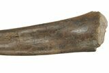 Hadrosaur (Edmontosaurus) Fibula on Metal Stand - South Dakota #210051-9